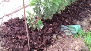 When layered over soil, mulch can do amazing things like hold in moisture, regulate soil temperature, and provide protection from wind. Mulch And Mulching