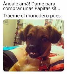 Pin De Sasha Godoy En Memes De Perritos Memes Divertidos Memes Comicos Memes De Animales Divertidos