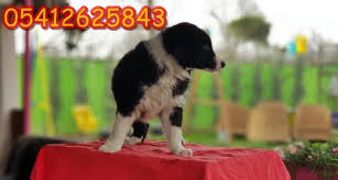 border collie ozellikleri collie border collie