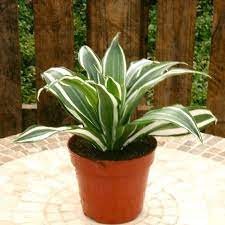 Dracaena marginata ray of sunshine. Buy Dracaena White Jewel Best Value For Money Gardens4you Gardens4you