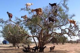 Toate retetele bune isi dau intalnire aici. Top 25 Lucruri Interesante Despre Lumea In Care Traim