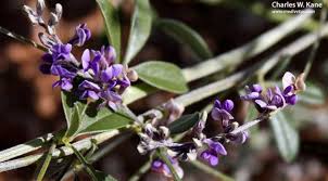 Image result for Psoralea