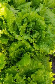 There are several types of lettuce, but three (leaf, head and cos or romaine) are the most common. 29 Of The Best Lettuce Varieties For Your Garden Gardener S Path