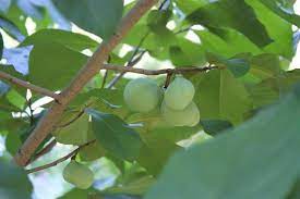 Find the perfect plant today. The Pawpaw Missouri S New Official State Fruit Tree Krcu