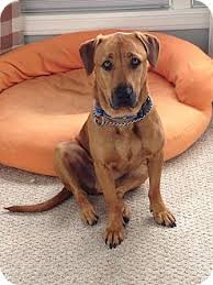 Look at pictures of labrador retriever puppies in maine who need a home. Berwick Me Labrador Retriever Meet Milo A Pet For Adoption