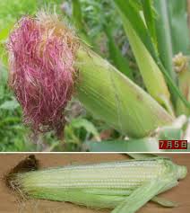 2012年 黄もちトウモロコシの栽培 ゼロからの60坪自然菜園