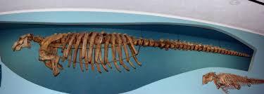 Image result for steller's sea cow