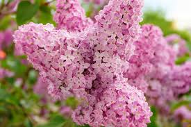 Spread shredded bark mulch between the plants to reduce weed growth. Best Shrubs With Pink Or Magenta Flowers