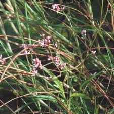 Image result for Persicaria strigosa