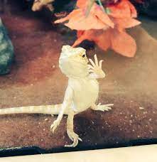 Check spelling or type a new query. Fancy Bearded Dragon For Sale Live Pet Reptiles Petsmart