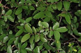 Image result for Ulmaceae