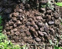 Composted Horse Manure As Vegetable Garden Fertilizer Vegetable Garden Fertilizer Manure Composting Horse Manure