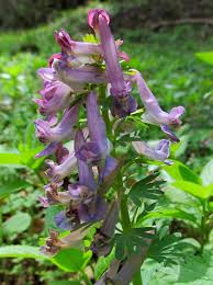 Image result for Corydalis mildbraedii