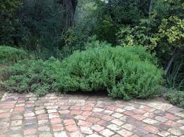 Image result for Polygala filicaulis