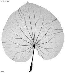 Image result for Piper umbellatum