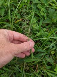 Image result for Eragrostis pallens