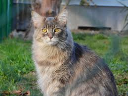 Books and articles dealing with these aspects of the maine coon cat have been well received as people. The Well Deserved Popularity Of Maine Coons Uk Pets