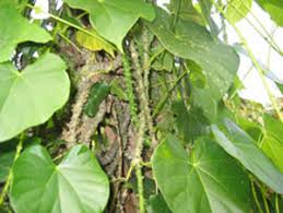 Image result for Tinospora tenera