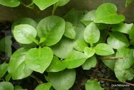 Check spelling or type a new query. 12 Manfaat Daun Binahong Untuk Kesehatan Yang Jarang Diketahui