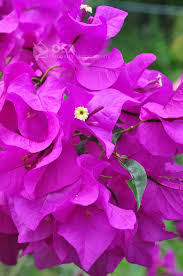 Given the similarity in the botanical biodiversity of costa rica and central america, the system is designed to automatically expand to the native plants described throughout the central american region. Beautiful Costa Rica Flowering Types Of Flowers Planting Flowers Plants