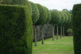 Standard Hornbeam Trees Outdoor Gardens Design Traditional Landscape Boxwood Garden