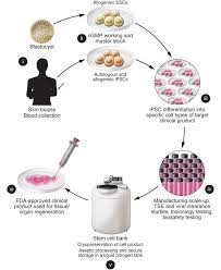 Jci Hurdles To Clinical Translation Of Human Induced