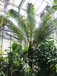 Image result for Cycas thouarsii
