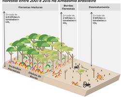 Imagem de Mudanças climáticas devido ao desmatamento