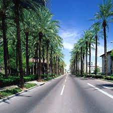 15+ years of quality date palms & trees. Palm Tree Lined Street Phoenix Arizona By Hisham Ibrahim