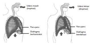 Terjadi kontraksi pada diafragma sehingga diafragma tertarik ke bawah menjadi datar. Proses Pernapasan Dada Dan Perut Usaha Tiga Dua Satu