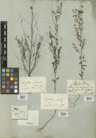 Image result for Phyllanthus pentandrus