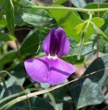 Image result for Vigna frutescens