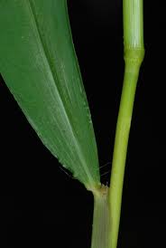 Image result for Microstegium fasciculatum