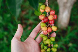 What Coffee Berries Aka Coffee Cherry Looks Like Konacoffee Coffeetree Coffee Plant Kona Coffee Coffee Farm