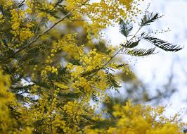 Image result for Acacia