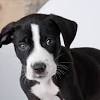 7 washougal lab mix puppies. 1