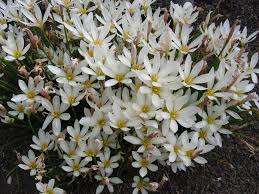 Zephyranthes Candida