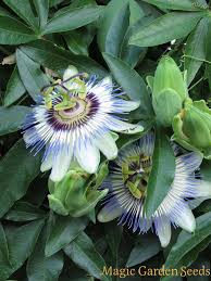 Erfahren sie hier die zentralen rahmenbedingungen für die. Blaue Passionsblume Passiflora Caerulea Wissenswertes Saatgut A Z Samen P Samen Saatgut