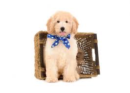 Designer dogs are dogs that are produced from two or more breeds. F2b English Goldendoodles Of Smeraglia Teddybear Goldendoodles Goldendoodle Animals Military Dogs