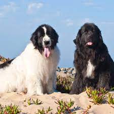 We did not find results for: Newfoundland Full Profile History And Care