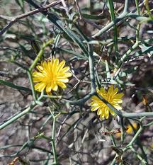 Image result for Launaea violacea