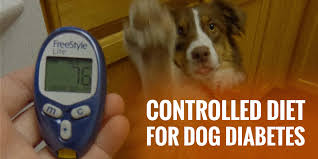 It's also free of artificial additives and questionable meat byproducts. Controlled Diet For Diabetes In Dogs Full Guide