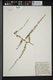 Image result for Asparagus flavicaulis