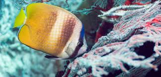 As Reefs Disappear, Some Fish Find Themselves Defenseless | Hakai Magazine
