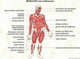 Le muscle le plus solide du corps n'est ni dans les fesses ni dans les jambes. Liste Des Muscles Du Corps Humain