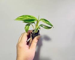 Verigated Ginger Care Alpinia Zerumbet