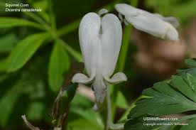 Image result for Fumariaceae