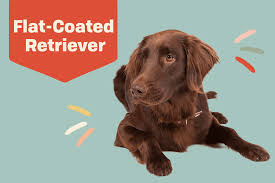 Image result for flat coated retrívr