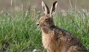 Image result for Leptoderris nobilis