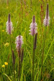 Image result for Plantago